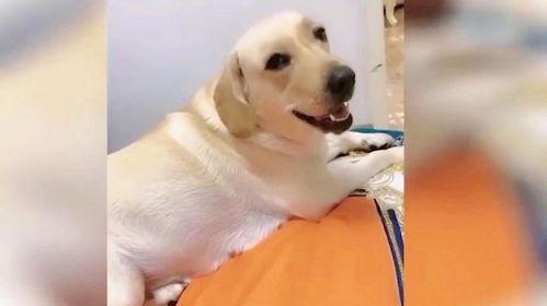 搞笑狗狗视频集锦,狗狗搞笑视频集锦大盘点