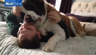 狗见面视频,欢乐互动，友谊无界