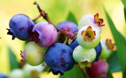 萆莓视频,营养美味背后的秘密