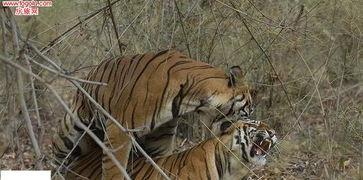 老虎交配的视频