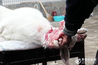 杀羊的视频,揭秘杀羊全过程
