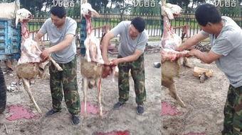 杀羊的视频,揭秘杀羊全过程